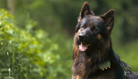 Tabla De Cuanto Chocolate Puede Matar A Un Perro