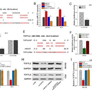 Ccat Regulates Tcf L Expression By Binding To Mir A Schematic