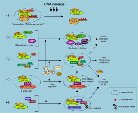 Brca1 Supercomplex Formation In Response To Dna Damage Brca1 Acts In