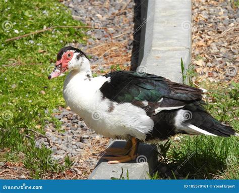 Les Oiseaux Aquatiques De Canard De Grands Peganka Image Stock Image