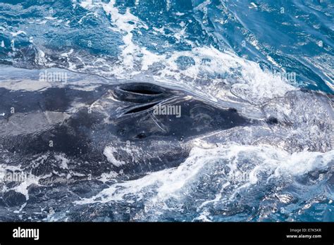 Humpback Whale Breaching Mouth Hi Res Stock Photography And Images Alamy