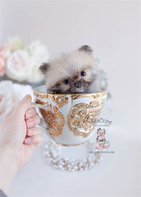 Micro Teacup Pomeranian Puppies | Teacup Puppies & Boutique