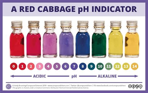 Cabbage Juice Indicator Experiment