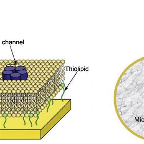 Different Arrangements Of Supported Lipid Bilayer Membranes Left