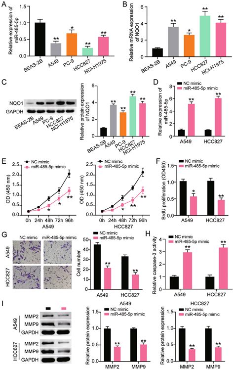 MiR 485 5ps Effect On LUAD Cells A Quantitative RT PCR Analysis