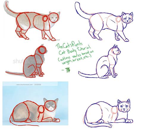 Cat Body Tutorial By Thecatspupil On Deviantart Cat Drawing Tutorial