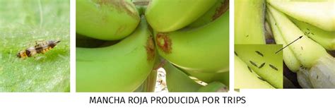 7 Plagas Y Enfermedades Del Banano Orgánico Que Deberías Conocer