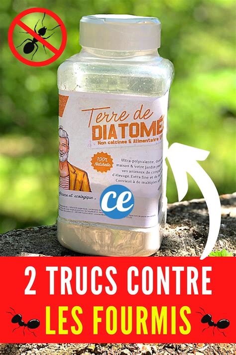 2 Trucs Naturels Pour Stopper Une Invasion De Fourmis En Urgence