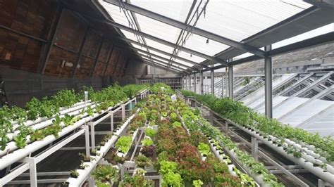 Self Sufficient Greenhouse Gardening Self Sufficient Homesteading