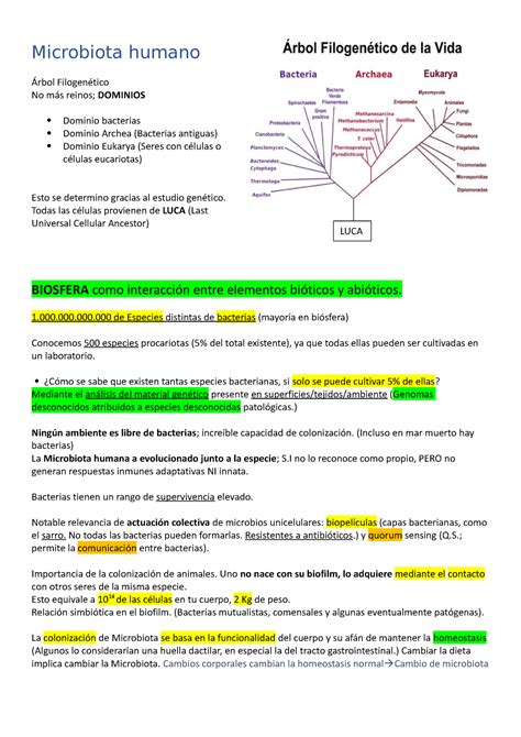 Microbiolog A Do Solemne Microbiota Humano Rbol Filogen Tico No M S