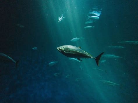 Bluefin Tuna: Why Is It Endangered?