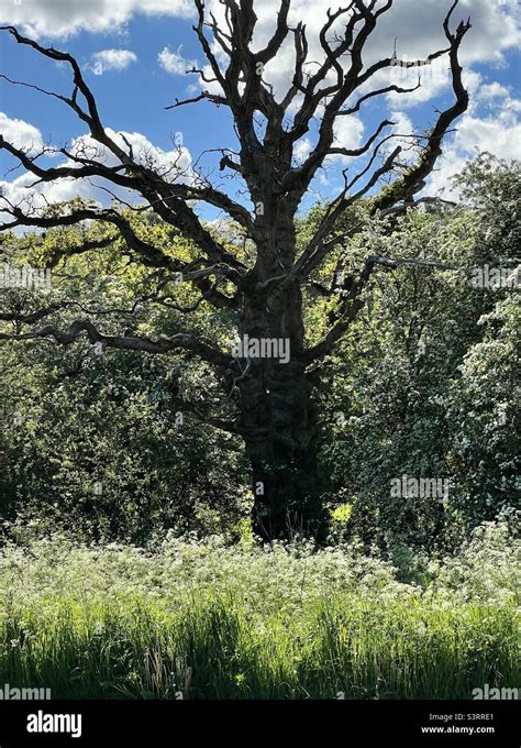 Dead Oak Tree Stock Photo Alamy