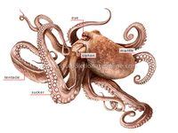 64 Best Octopus anatomy ideas in 2024 | octopus art, octopus, octopus ...