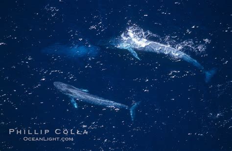 Blue Whale Aerial Photo Balaenoptera Musculus 03368