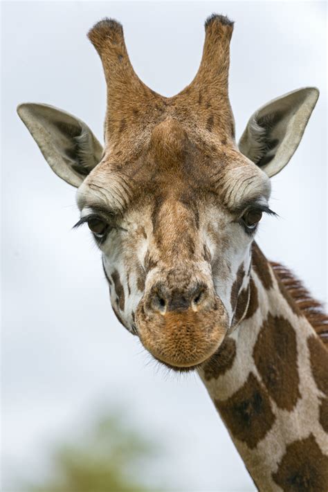 Portrait Of A Giraffe And Now The Portrait Of A Giraffe L Flickr