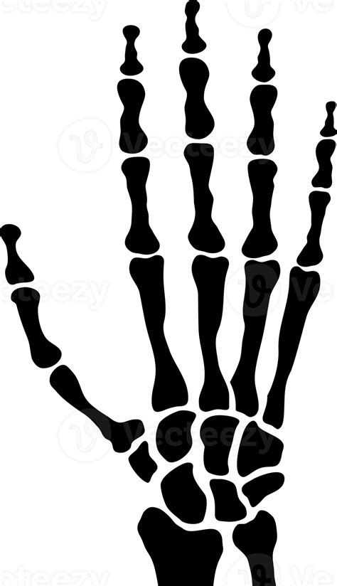 Human Skeleton Hand Png Illustration 32332184 Png