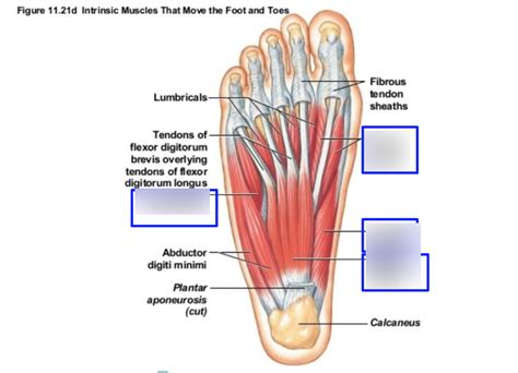 Plantar Muscles Of The Foot Diagram Quizlet 59 OFF