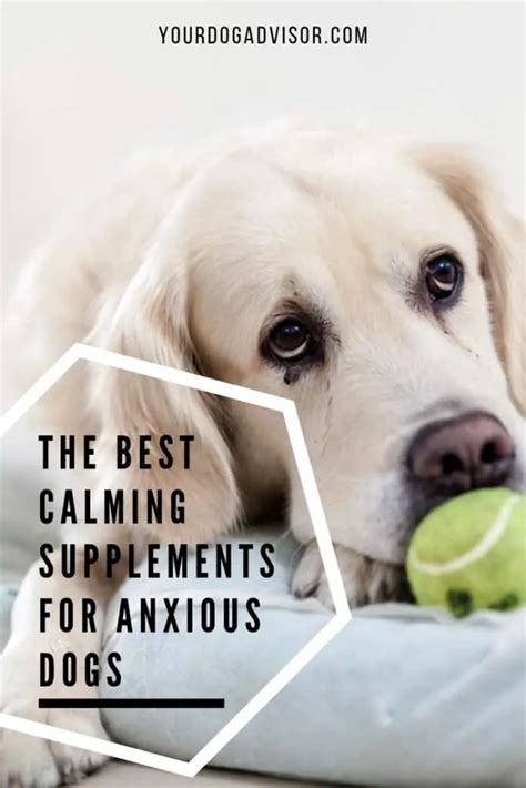 The Best Calming Supplements for Anxious Dogs - Your Dog Advisor