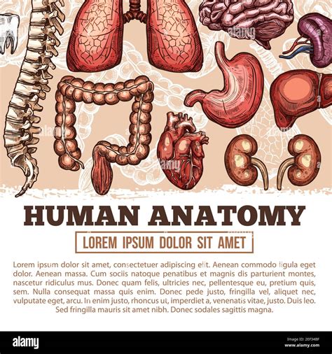 Human Organs Anatomy Vector Sketch Poster Healthcare Illustrations