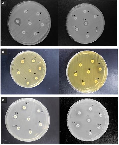 Frontiers Polyelectrolyte Multicomponent Colloidosomes Loaded With Nisin Z For Enhanced