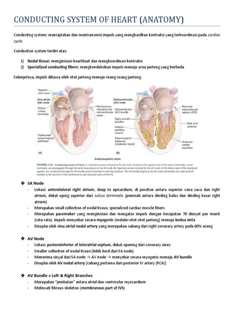 Case 2 - Anatomy of Conducting System | PDF