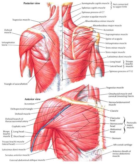 Upper Torso Anatomy : 3d Rendered Illustration Of A Mans Upper Body ...