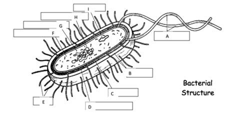 Bacteria Flashcards Quizlet