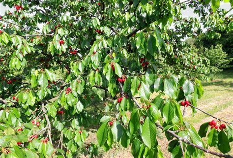 Branch With Green Leaves And Red Cherries Of A Cherry Tree Stock Photo