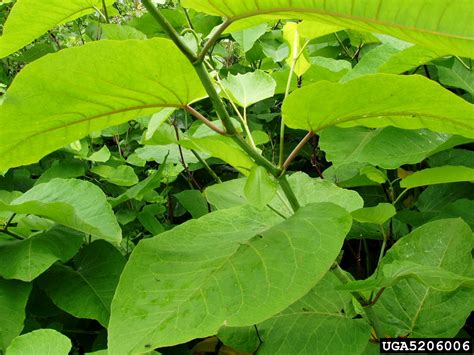 Giant Knotweed Reynoutria Sachalinensis