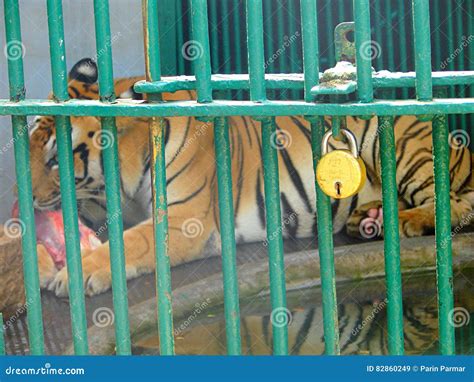 A Tiger Inside A Cage With Golden Lock Stock Image Image Of Beast