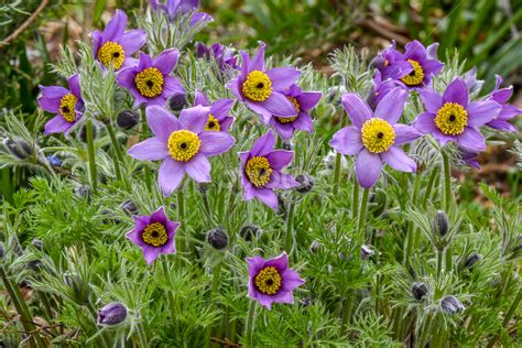 State Flower Of South Dakota WhatsAnswer