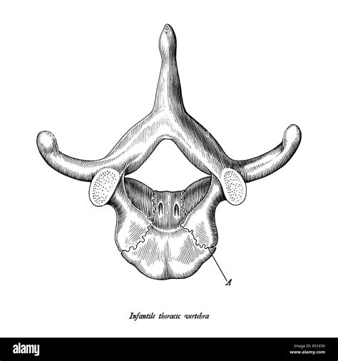 Thoracic Vertebrae Drawing