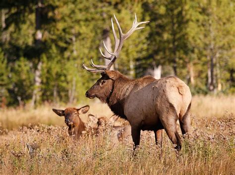 Survey shows Yellowstone elk herd at highest level since '05 | Open Spaces | trib.com