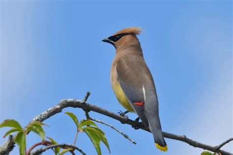 10 Birds That Eat Hawthorn Berries Natures Berry Buffet