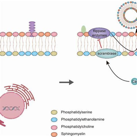 Platelet Activation And The Release Of Extracellular Vesicles