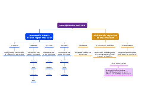 Descripción de Músculos Mind Map