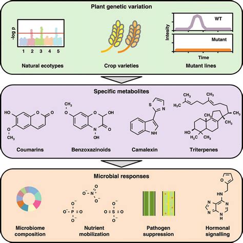 Secondary Metabolites Are A Mechanistic Link Between Plant Genetics And