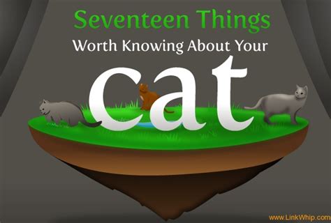 Things You Didnt Know About Your Cat Cats Cat Comics Cat Memes