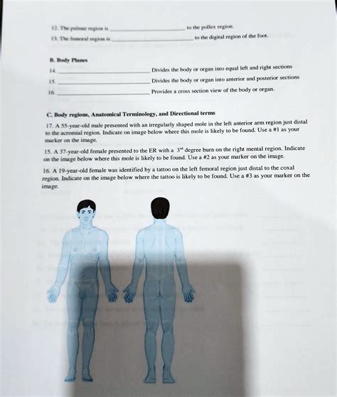 Solved 12 The Palmar Region Is 13 The Femoral Region Is B Body