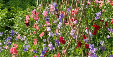 Sweet Pea Flowers When To Plant How To Grow And Best Varieties