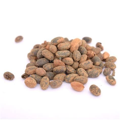 Buy NEERAJ - Jamalgota Seed - Croton Seeds - Croton tiglium- Jamalghota ...