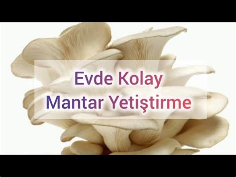 Evde Kolay Mantar Yetiştirmek YouTube