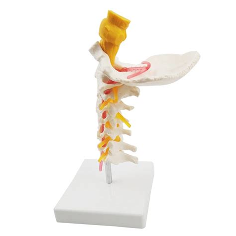 Buy Human Cervical Spine Model Segment Cervical Spine Brainstem Model