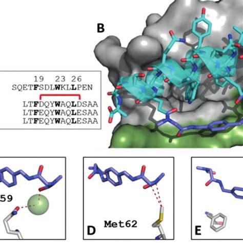 The Buried Surface Area Bsa Of Both The Peptide 8 And The P53 Download Scientific Diagram