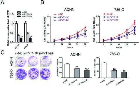 Knockdown Of Pvt Inhibited Renal Cancer Cell Proliferation And Colony