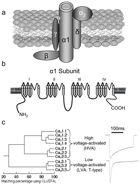 Voltage Gated Calcium Channels A Schematic Illustrating The