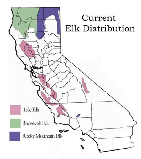 Tule Elk - Central California's Native Elk Species