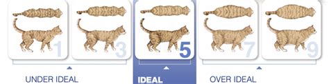 Cat Sizing Chart Measures For Your Cat Smartpet