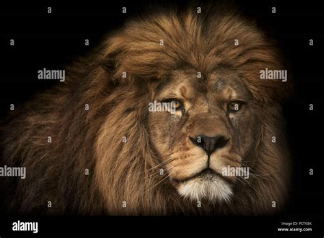 Black Fur Lion Hi Res Stock Photography And Images Alamy