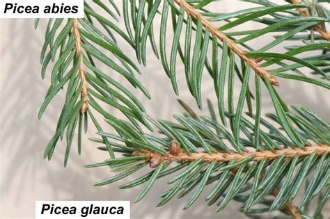 Picea Glauca White Spruce Go Botany